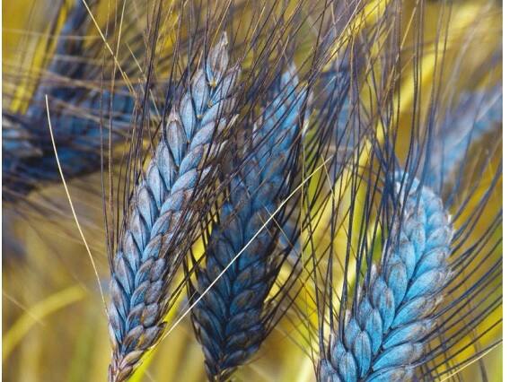 Farmers : Farmers Are Getting Rich By Cultivating Black Wheat, Know Why? Farmers : ઘઉંનો 'કાળો જાદુ' કરી દેશે માલામાલ, ઘનિક લોકોમાં છે ભારે લોકપ્રિય