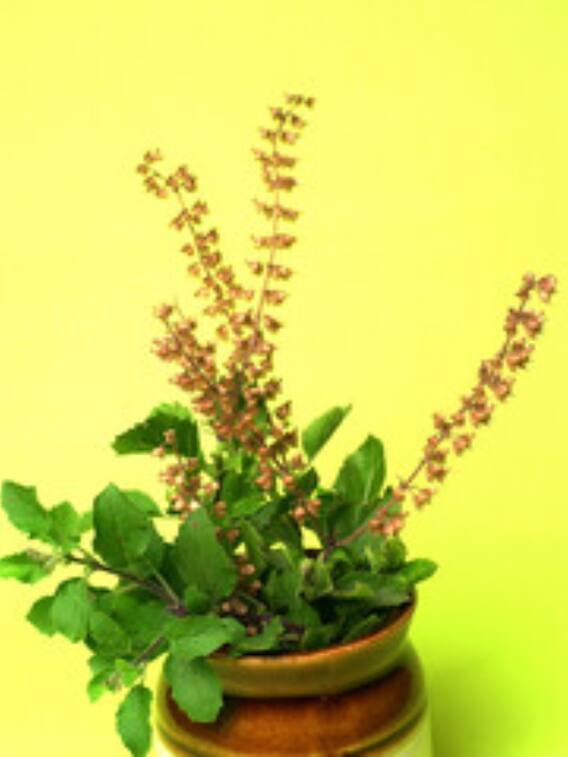 जानें तुलसी का पौधा सूखने की वजह