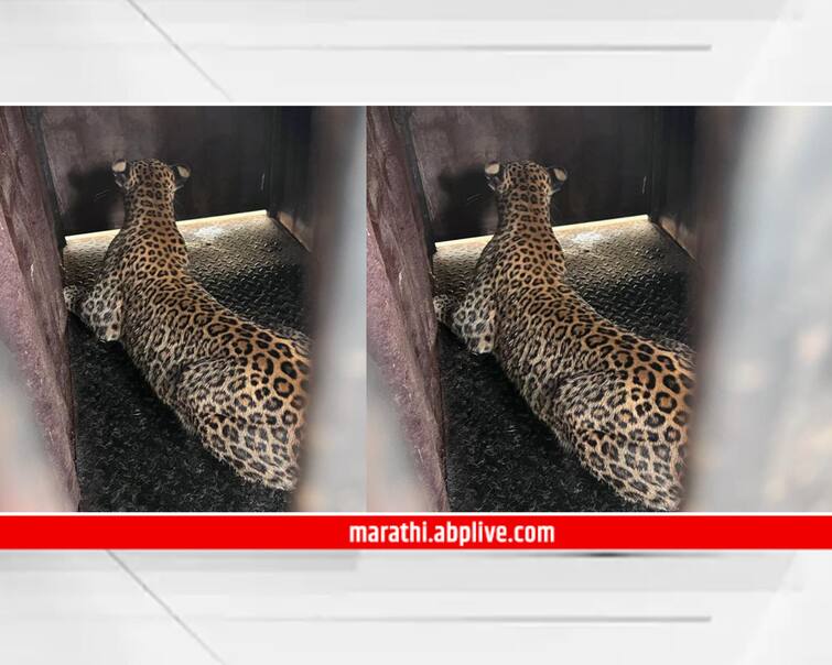 maharashtra news nashik news Pimpald village shiwar in Trimbakeshwar taluka Leopard Rescue Trimbakeshwer Leopard : पिंपळद शिवारात धाकधूक थांबली, धुमाकूळ घालणारा बिबट्या महिनाभरानंतर रेस्क्यू 