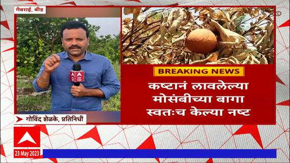 Beed Gevrai : बीडमध्ये मोसंबीला भाव नाही, त्रस्त शेतकऱ्यांनी 100 हून अधिक बागा केल्या नष्ट
