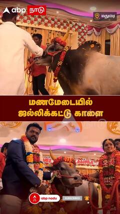 Jallikattu Cow as marriage Gift : மணமேடையில் ஜல்லிக்கட்டு காளை !