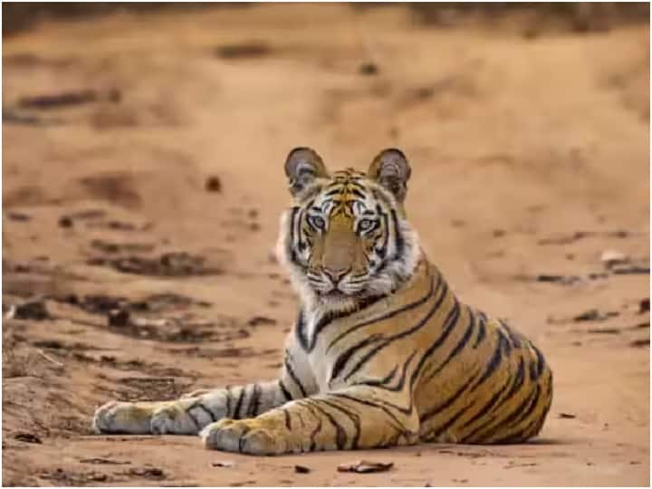 International Tiger Day 2023 : वाघांच्या नैसर्गिक निवासस्थानाचे संरक्षण करण्यासाठी जागतिक यंत्रणेला चालना देणे आणि व्याघ्र संवर्धनासाठी जनजागृती करणे हे प्राथमिक लक्ष्य आहे.