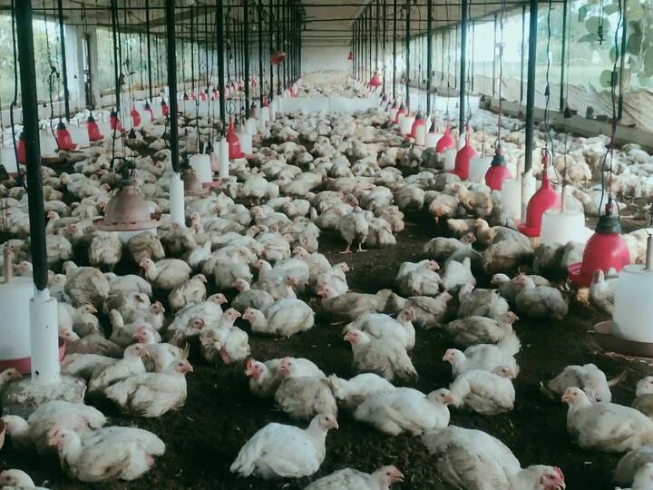 वाढत्या उन्हामुळे पोल्ट्री व्यावसायिक (Poultry Farm Business) अडचणीत आले असून, उन्हामुळे कोंबड्यांचा मृत्यू होत आहे.