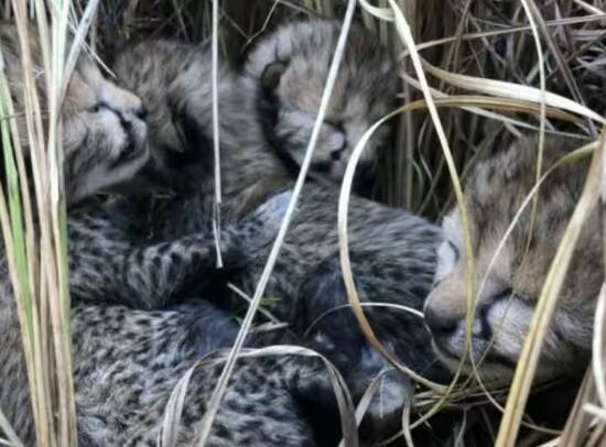 Death of a leopard cub in Kuno National Park, so many leopards have died so far