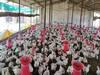 Poultry Farm Business : कोंबड्यांनाही उन्हाचा फटका, पोल्ट्री व्यावसायिक अडचणीत; दररोज कोंबड्यांचा मृत्यू