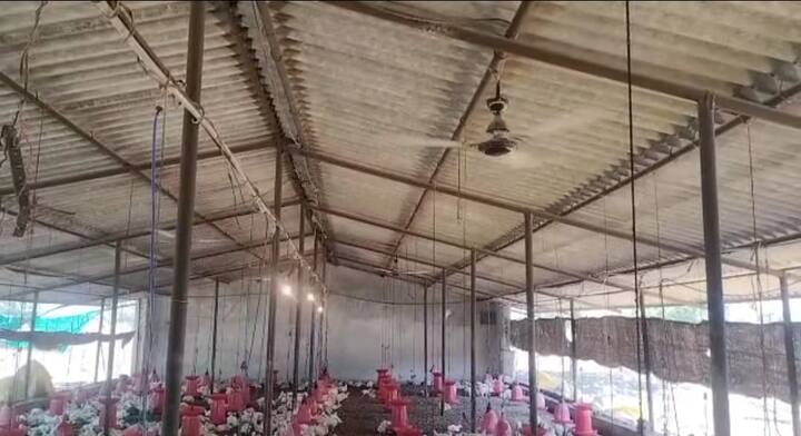 वाढत्या उन्हापासून प्राण्यांचे संरक्षण करण्यासाठी नारळाच्या फांद्याही अंथरल्या जात आहेत. तर आता पोल्ट्री फार्ममध्ये जागोजागी फोगर बसविले असून, फॅन देखील लावण्यात आले आहे.