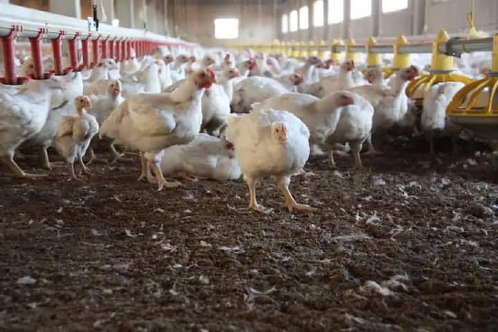 गतवर्षी दिवसाकाठी 15 ते 20 कोंबड्यांचा मृत्यू होत होता. पण यंदा वातावरणात मोठा बदल झाला असून, 50 कोंबड्या रोज मृत्युमुखी पडत असल्याचे चित्र आहे.