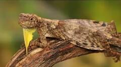 ਕੀ ਤੁਸੀਂ ਕਦੇ ਉੱਡਣ ਵਾਲੀ ਛਿਪਕਲੀ ਦੇਖੀ ਹੈ? ਜੇਕਰ ਨਹੀਂ ਤਾਂ ਵੇਖੋ ਤਸਵੀਰਾਂ