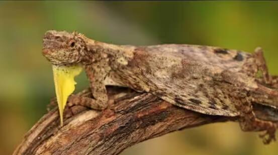 ਛਿਪਕਲੀਆਂ ਦੇ 16 ਪਰਿਵਾਰ ਹਨ। ਜਿਨ੍ਹਾਂ ਵਿੱਚੋਂ ਕੁਝ ਜੰਗਲਾਂ ਵਿੱਚ ਰਹਿੰਦੇ ਹਨ ਅਤੇ ਕੁਝ ਦਰਿਆਵਾਂ ਦੇ ਕੰਢੇ। ਕਈਆਂ ਦੀਆਂ ਲੱਤਾਂ ਨਹੀਂ ਹੁੰਦੀਆਂ, ਜਦੋਂ ਕਿ ਕੁਝ ਉੱਡ ਸਕਦੇ ਹਨ।