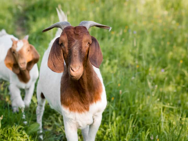 बकरियों को लेकर सिसली में प्रयोग किया जा रहा है, जहां ये देखा जा रहा है कि नेचुरल डिजास्टर के कितने देर पहले बताने में समर्थ हो सके.