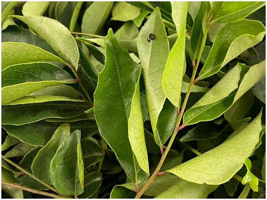 Here is a recipe for curry leaves pickle that can be stored for months CurryLeaf Chutney: నెలరోజుల పాటు నిల్వ ఉండేలా కరివేపాకు పచ్చడి రెసిపీ ఇదిగో