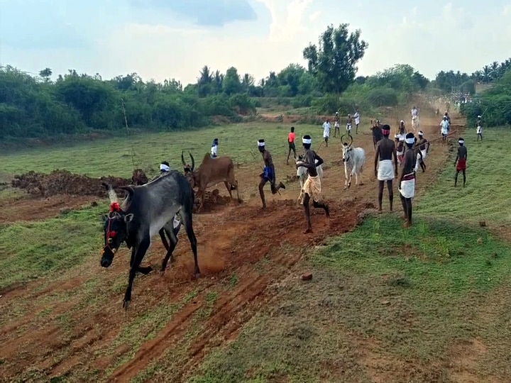 திண்டுக்கல்:  நத்தம் அருகே மாலை கும்பிடு விழாவில் எருதோட்ட நிகழ்ச்சியில் பங்கேற்ற மாடுகள்