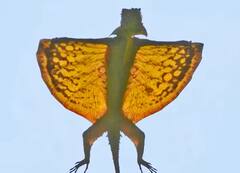 ਕੀ ਤੁਸੀਂ ਕਦੇ ਉੱਡਣ ਵਾਲੀ ਛਿਪਕਲੀ ਦੇਖੀ ਹੈ? ਜੇਕਰ ਨਹੀਂ ਤਾਂ ਵੇਖੋ ਤਸਵੀਰਾਂ