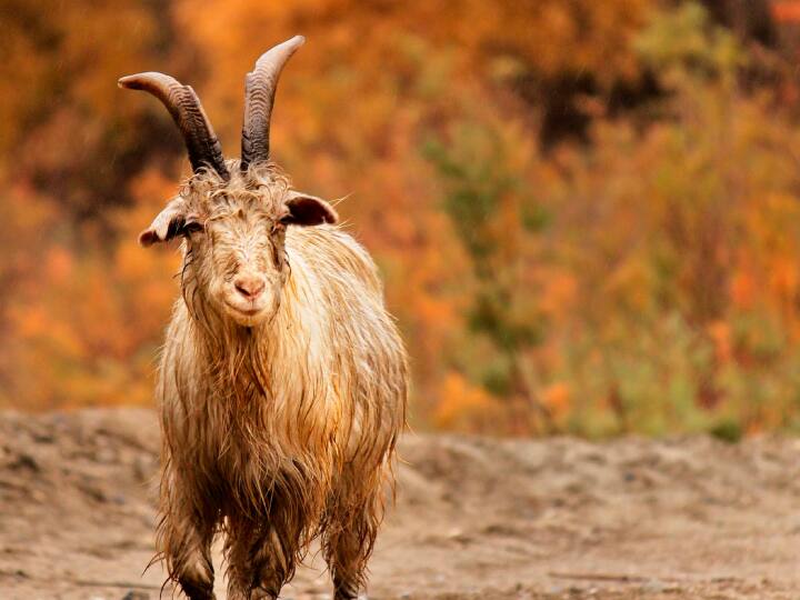 साइंटिस्ट मार्टिन विकेल्स्की ने बताया कि एक बार जर्मनी में आए भूकंप के बारे में बकरियों को 6 घंटें पहले मालूम पड़ गया था.