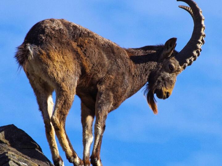 एक रिपोर्ट के अनुसार आखिरी 10 सालों में बकरियों के बिहेवियर के बारें में एक स्टडी की गई है, जिसमें पाया गया है कि ज्वालामुखी विस्फोट कब और कहां होगा बकरियां इसकी सटीक जानकारी दे सकती हैं.