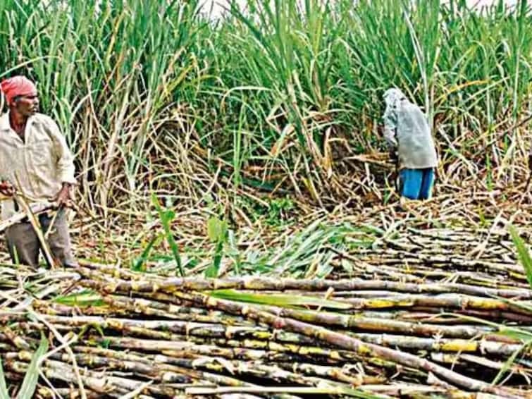 Farmers still do not gets full FRP from half of the sugar mills in the Maharashtra Sugarcane FRP: राज्यातील निम्म्या साखर कारखान्यांकडून अजूनही शेतकऱ्यांना पूर्ण एफआरपी नाहीच! तब्बल 850 कोटींची रक्कम थकीत 