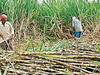 Sugarcane FRP: राज्यातील निम्म्या साखर कारखान्यांकडून अजूनही शेतकऱ्यांना पूर्ण एफआरपी नाहीच! तब्बल 850 कोटींची रक्कम थकीत 