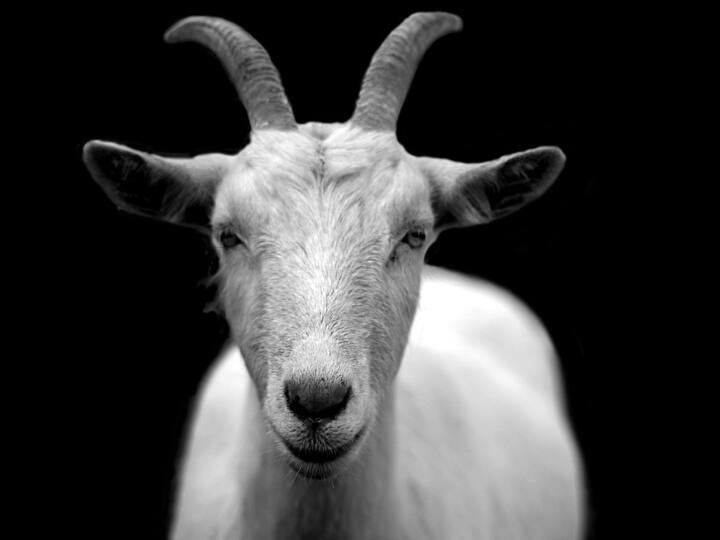 आपदा आने से पहले ही बकरियों को लग जाती है भनक! पढ़िए क्या कहती है रिपोर्ट Interesting facts about goats they can Foresee Disasters said science आपदा आने से पहले ही बकरियों को लग जाती है भनक! पढ़िए क्या कहती है रिपोर्ट