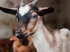 Goat Predict Disaster: तबाही की  भव‍िष्‍यवाणी बकरियों से बेहतर कोई नहीं कर सकता! साइंटिस्‍ट का दावा क्यों है चर्चा में