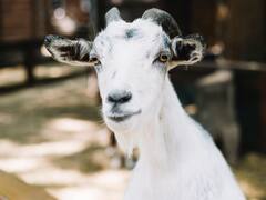 Goat Predict Disaster: तबाही की  भव‍िष्‍यवाणी बकरियों से बेहतर कोई नहीं कर सकता! साइंटिस्‍ट का दावा क्यों है चर्चा में