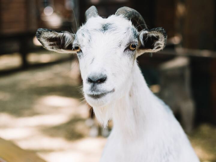 इस साल तुर्किए में विनाशकारी भूकंप आया था. इस भूकंप में हजारों लोगों की मौत हो गई थी. हालांकि, एक साइंटिस्ट ने दावा किया है कि इस तरह की घटना के बारे में बकरियां सटीक भविष्यवाणी कर रही हैं.