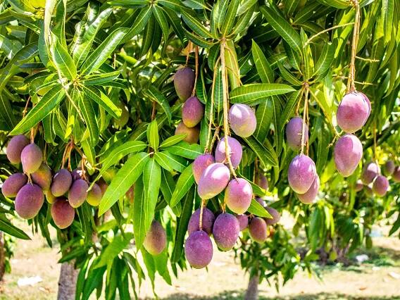 Mango :  How the Worlds Most Expensive Miyazaki Mango is Grown 1 kg is Sold in Lakhs Mango : જીંદગીમાં એક જ વાર ઉગાડો આ કેરી ન બનો કરોડોપતિ, ભાવ છે 1Kgના 2.70 લાખ