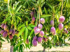 Mango : જીંદગીમાં એક જ વાર ઉગાડો આ કેરી ન બનો કરોડોપતિ, ભાવ છે 1Kgના 2.70 લાખ