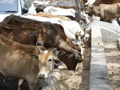 छत्तीसगढ़: गोधन न्याय योजना पर सियासत तेज, BJP ने लगाया घोटाले का आरोप, कांग्रेस ने किया पलटवार