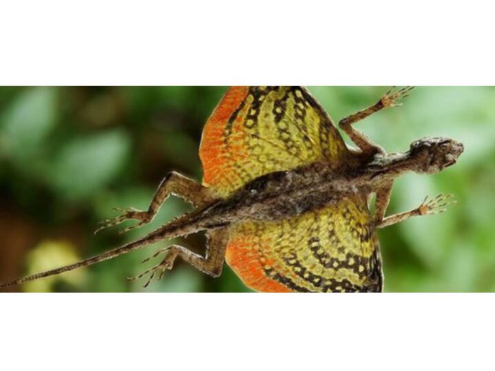 छिपकलियों की 16 फैमिली हैं. जिनमें से कुछ प्रजातियां जंगलों में रहती हैं तो कुछ नदियों के किनारे. कुछ के पैर नहीं होते हैं तो कुछ उड़ भी सकती हैं.