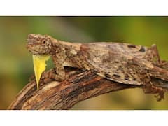 कभी उड़ने वाली छिपकली के बारे में सुना है? देखिए कैसी होती है यह