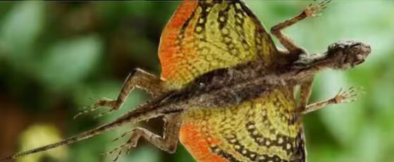 ਵਰਲਡ ਐਟਲਸ ਦੀ ਇੱਕ ਰਿਪੋਰਟ ਦੇ ਅਨੁਸਾਰ, ਦੁਨੀਆ ਭਰ ਵਿੱਚ ਛਿਪਕਲੀ ਦੀਆਂ ਲਗਭਗ 6500 ਕਿਸਮਾਂ ਹਨ। ਇਨ੍ਹਾਂ ਵਿੱਚੋਂ ਘਰਾਂ ਵਿੱਚ ਰਹਿਣ ਵਾਲੀਆਂ ਨਸਲਾਂ ਕਾਫ਼ੀ ਆਮ ਹਨ। ਛਿਪਕਲੀ ਦਾ ਆਕਾਰ ਛੋਟੇ ਜੇਕੋਸ ਅਤੇ ਗਿਰਗਿਟ ਤੋਂ ਲੈ ਕੇ ਦਸ ਫੁੱਟ ਲੰਬੇ ਕੋਮੋਡੋ ਡਰੈਗਨ ਤੱਕ ਵੱਖ-ਵੱਖ ਹੁੰਦਾ ਹੈ।