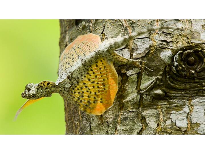 ड्रेको (Draco) अगमिड छिपकलियों का एक वंश है, जिसे उड़ने वाली छिपकली, उड़ने वाले ड्रेगन या ग्लाइडिंग छिपकली के रूप में भी जाना जाता है.