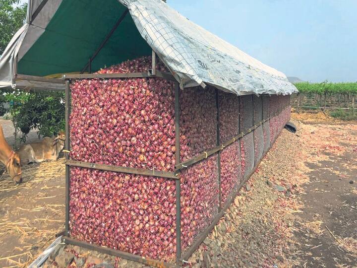 Maharashtra News Agriculture News Good news for onion farmers  Subsidy will be given under NREGA for setting up onion godown कांदा उत्पादक शेतकऱ्यांसाठी गुड न्यूज; कांदाचाळ उभारणीसाठी रोहयोअंतगर्त मिळणार 1 लाख 40 हजारांचं अनुदान