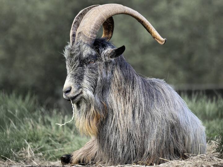 Goat Prediction: एक जर्मन साइंटिस्ट ने दावा किया है कि बकरियों की भविष्यवाणी के मदद से आपदा से बच सकते हैं.