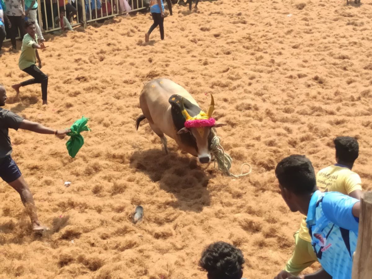 Madurai HC: ஜல்லிக்கட்டில் ஒரு ரூபாய் கூட பணமாக பெறுவதில்லை - அரசு தரப்பில் உறுதி