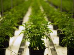 ओडिशा के शिव मंदिरों में बैन हुआ गांजा, श्रद्धालुओं ने किया विरोध तो सरकार बोली...