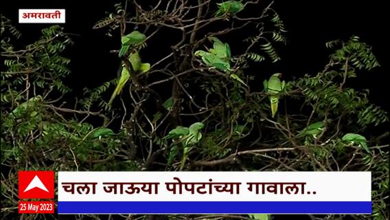 Amravati Parrot Gaon: एका झाडावर हजारो पोपटांचा संसार