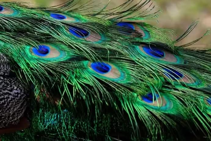 Vastu tips mor pankh keep peacock feathers according to vastu for positivity Peacock Feather Vastu Benefits: નવગ્રહને શાંત કરતા મોરપિચ્છનો પ્રયોગ વાસ્તુ માટે છે અદભૂત, જાણો વાસ્તુ ટિપ્સ