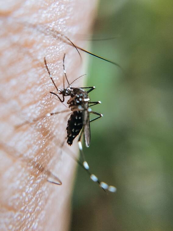 बरसात में मच्छरों से छुटकारा दिलाएंगे ये पौधे