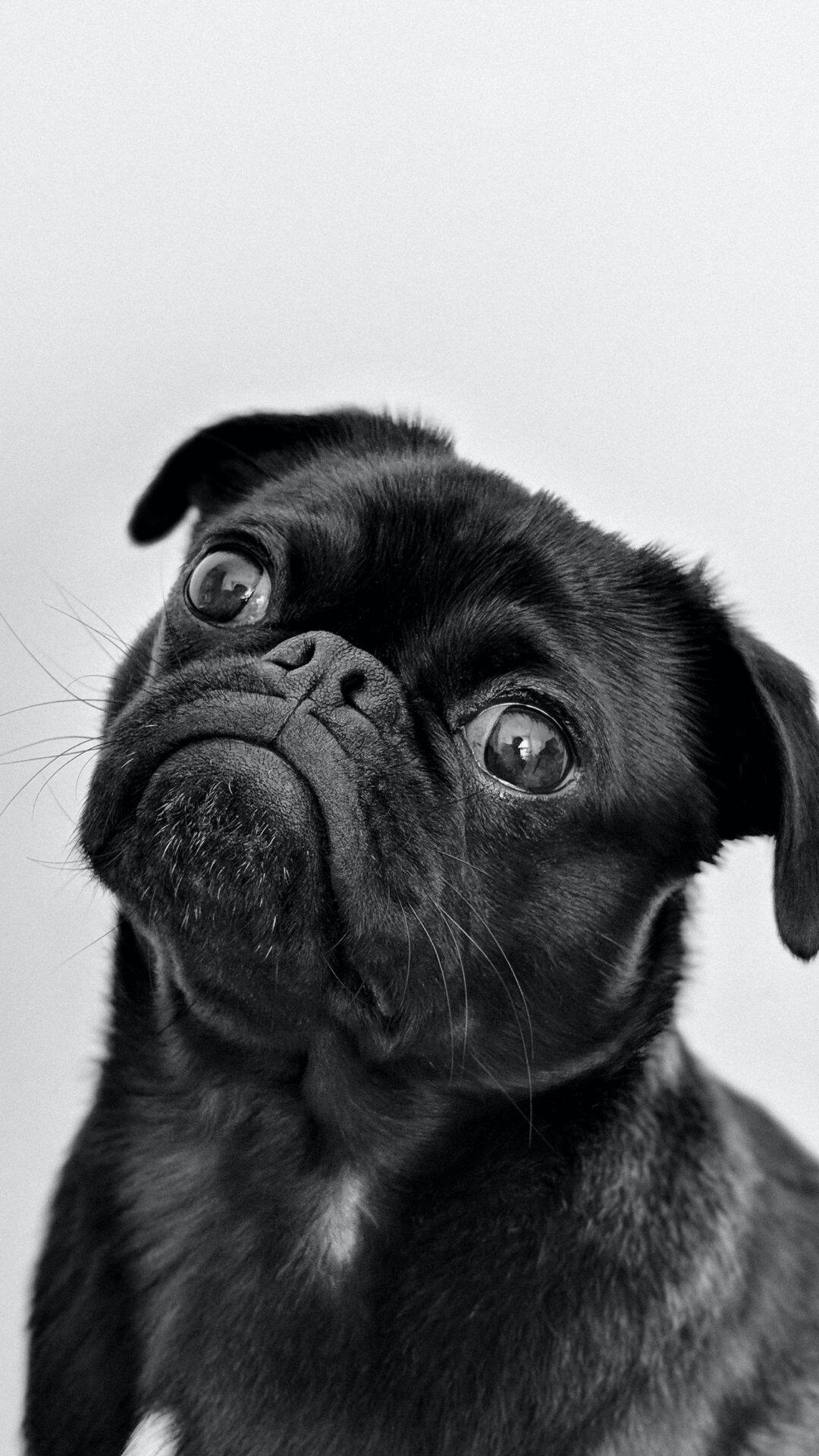 जानवरों को पालने से पहले