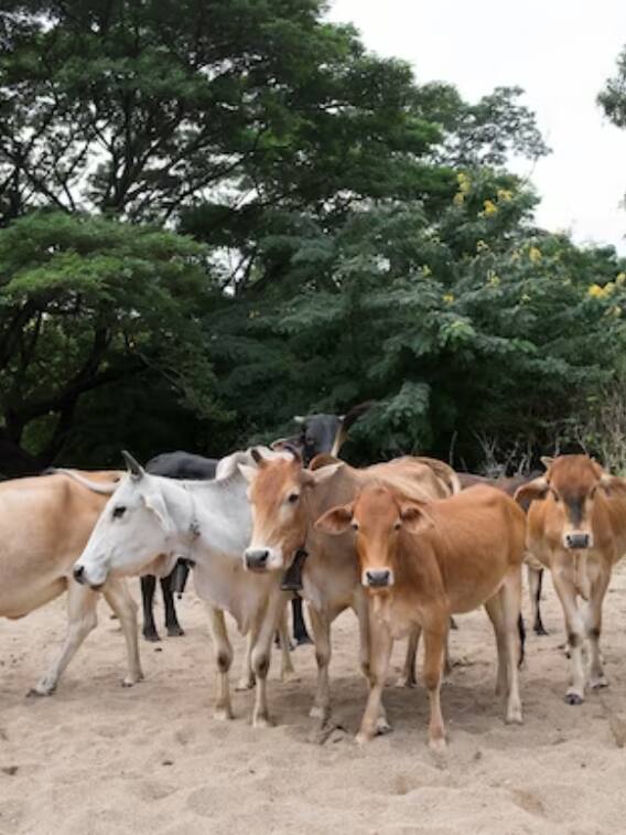 गाय, भैंस, बकरी खरीदते समय हमेशा दिमाग में रखें ये सारी बातें