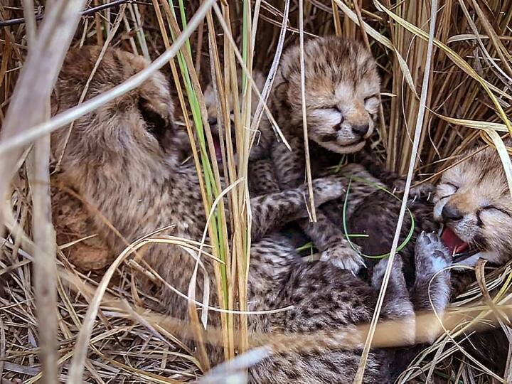 Two more cubs of cheetahs Jwala died in Kuno National Park of Madhya Pradesh ANN MP News: कूनो नेशनल पार्क में 'ज्वाला' के दो और शावकों की मौत, अब तक इतने चीतों ने तोड़ा दम