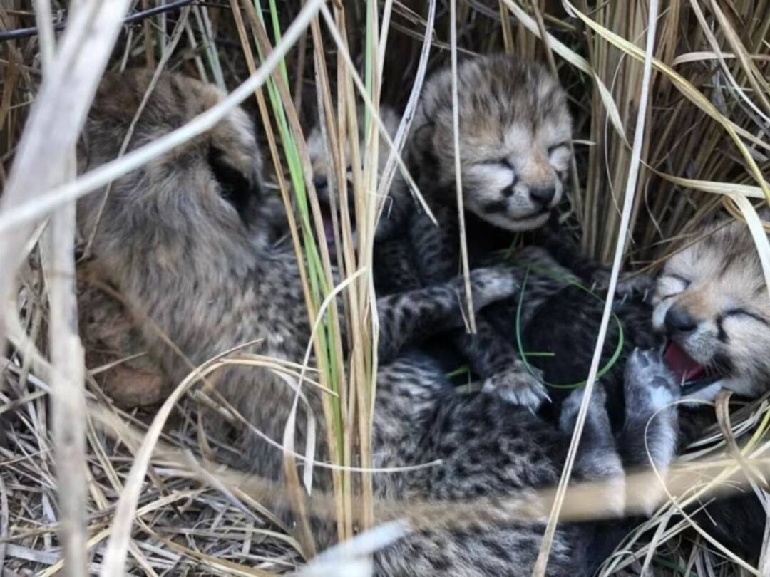 Two more cheetah cubs die in MP's Kuno National Park, Know the Reason Cheetah Cubs Death: కునో నేషనల్ పార్క్‌లో మరో రెండు చిరుత పిల్లలు మృతి, ఎందుకిలా?