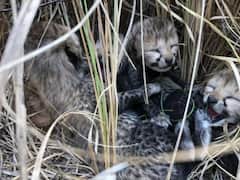 Cheetah Cubs Death: కునో నేషనల్ పార్క్‌లో మరో రెండు చిరుత పిల్లలు మృతి, ఎందుకిలా?