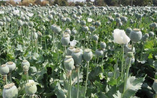 After all why is opium mixed in medicinesdespite being a drug the government itself does agriculture ਆਖਰ ਅਫੀਮ ਨੂੰ ਦਵਾਈਆਂ 'ਚ ਕਿਉਂ ਮਿਲਾਇਆ ਜਾਂਦਾ, ਨਸ਼ਾ ਹੋਣ ਦੇ ਬਾਵਜੂਦ ਸਰਕਾਰ ਖੁਦ ਕਰਵਾਉਂਦੀ ਖੇਤੀ, ਜਾਣੋ ਰਾਜ