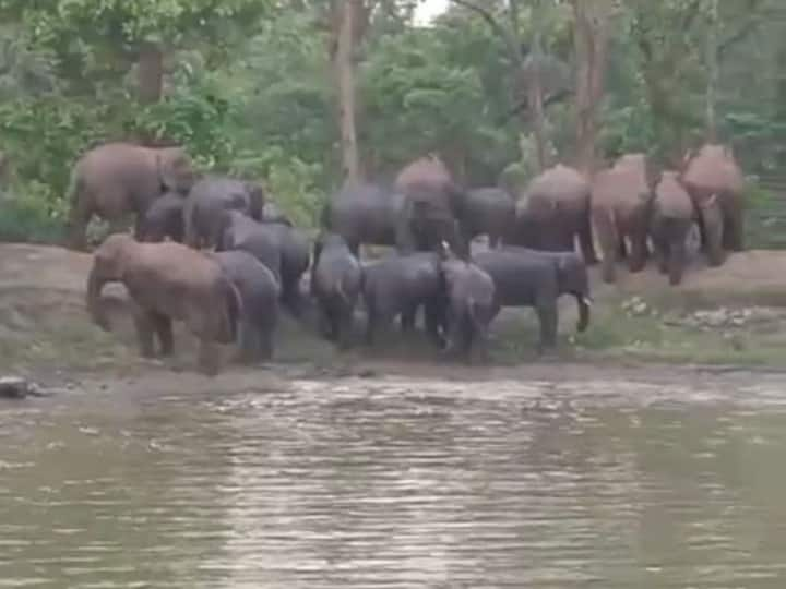 Elephants Group reached Udanti Tiger Reserve Forest Department issued alert ANN Chhattisgarh: गरियाबंद जिले में गांव के करीब पहुंचा हाथियों का झुंड, वन विभाग ने जारी किया अलर्ट, दी ये सलाह