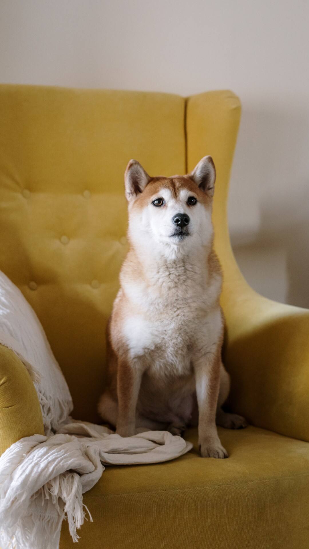 भारत में इन जानवरों को