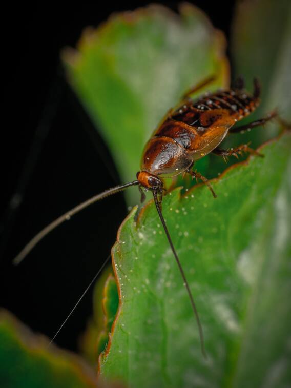 कॉकरोच पालन से ऐसे कमा सकते हैं लाखों का मुनाफा