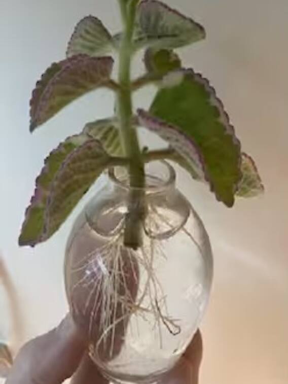 पानी के जार में उगाएं ये 5 हर्बल प्लांट्स