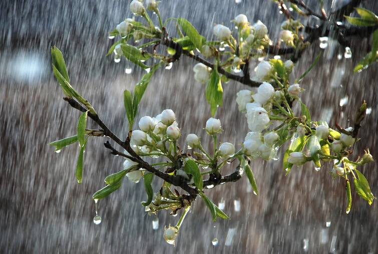 Meteorological Department forecasting, rain may be falls in these Gujarat area Gujarat Weather Update: હવામાન વિભાગનો અનુમાન, આ વિસ્તારમાં ભારે  પવન  અને ગાજવીજ સાથે વરસાદની આગાહી